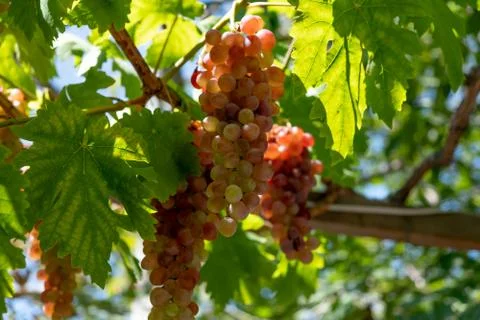 Grapes, grape bunch on the grapevine tree with green leaves 写真素材