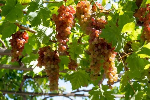 Grapes, grape bunch on the grapevine tree with green leaves Stock Photos