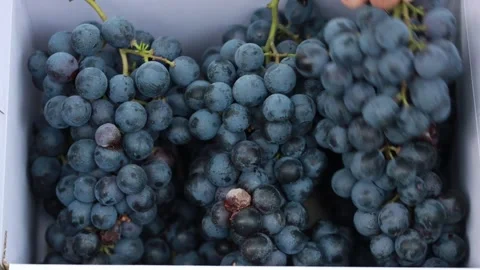 Grapes on grape tree, grapes in grape farm Stock Footage 310161256