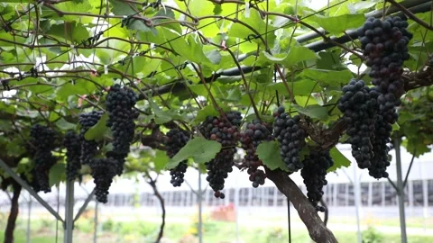 Grapes on grape tree, grapes in grape farm Video stock 310161260
