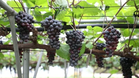 Grapes on grape tree, grapes in grape farm Video stock 310161263