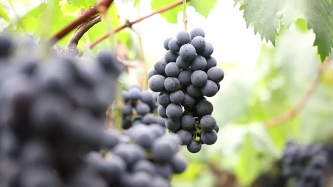 Grapes on grape tree, grapes in grape farm 스톡 동영상 310231146