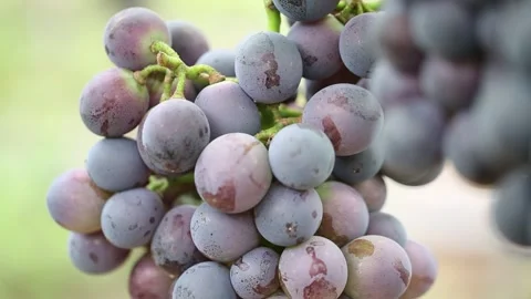 Grapes on grape tree, grapes in grape farm 스톡 동영상 310231147