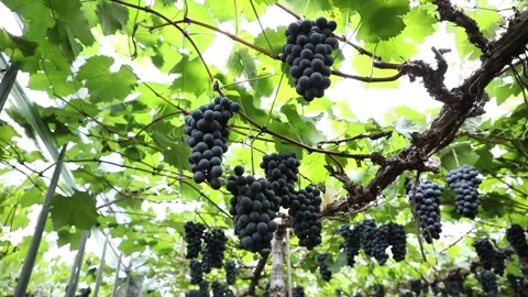 Grapes on grape tree, grapes in grape farm 스톡 동영상 310231152