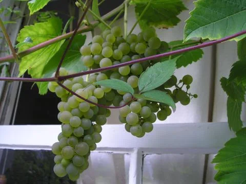 Grapes on grape vine. Fotos Stock