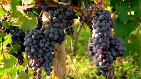 Grapes on the grapevine Video stock 116617912