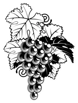 Grapes on grapevine Ilustração Stock