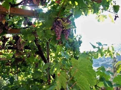 Grapes grapevine summer sunlight wine Greece Stock Photos