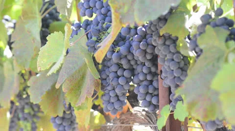 Grapes on a Grapevine in a Vineyard Stock Footage 26764967