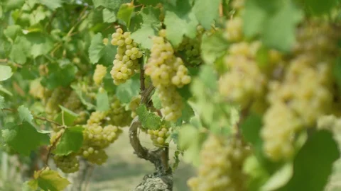Grapes on the grapevines in the vineyard Stock-Footage 102206998