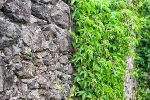 Grapes growing on an old stone wall Stock Photos
