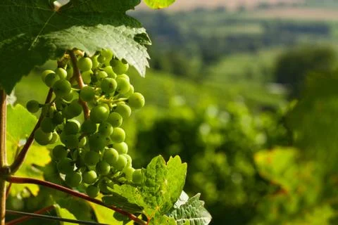 Grapes growing Stock Photos