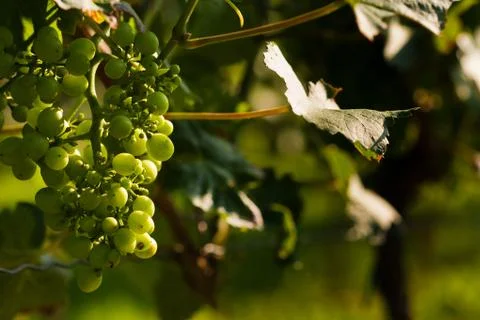 Grapes growing 스톡 사진