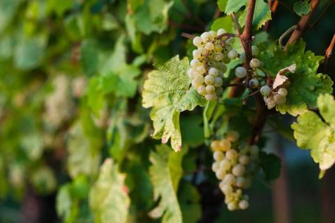 Grapes growing Stock Photos