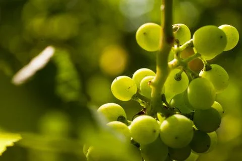 Grapes growing Stock Photos
