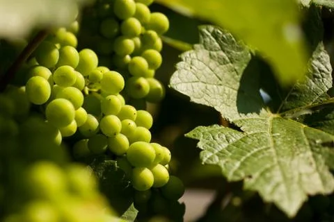 Grapes growing Stock Photos