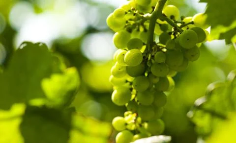 Grapes growing Stock Photos