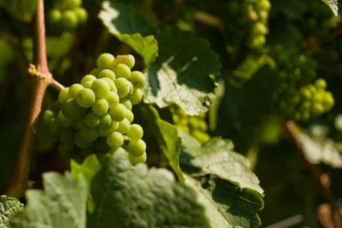 Grapes growing Stock Photos