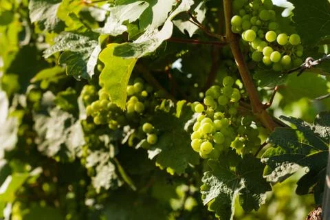 Grapes growing 스톡 사진
