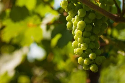 Grapes growing Stock Photos
