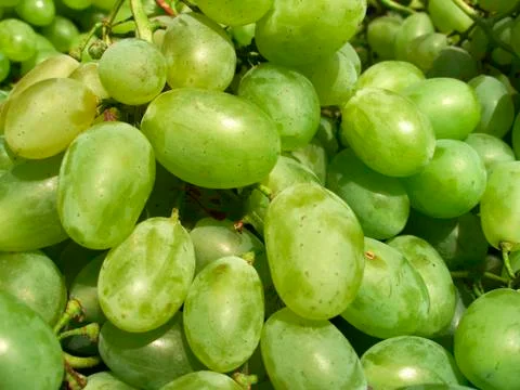 Grapes growing Foto stock