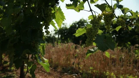 Grapes growing in the shade of the grape leaves in the background of wheat ears Stock Footage 74480000