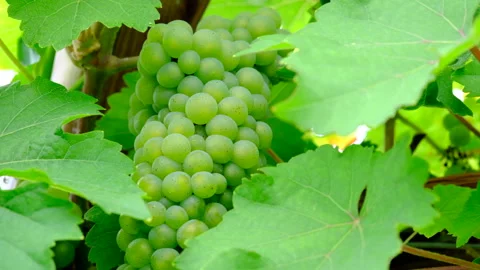 Grapes growing tunnel Stock Footage 246549336