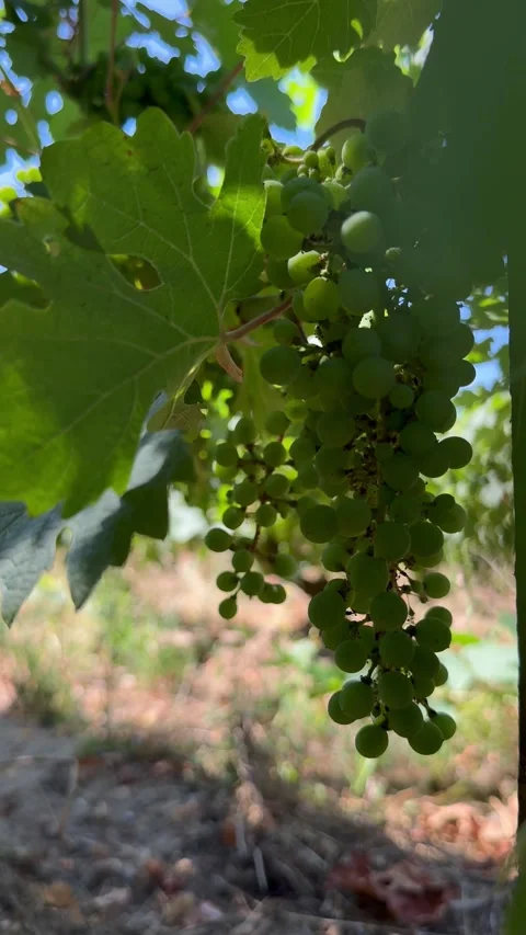 Grapes Growing on Vine Stock Footage 345331069