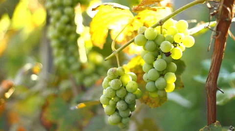 Grapes growing in a vineyard in summer Stock Footage 42648747