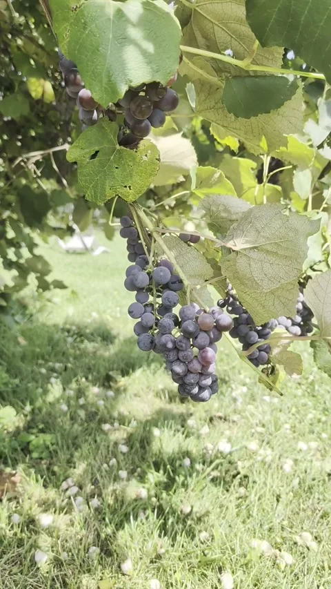 Grapes grown in my back yard Stock Footage 345782042