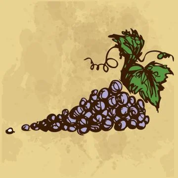 Grapes hand drawing Stock Illustration