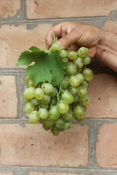 Grapes in hand Stock Photos
