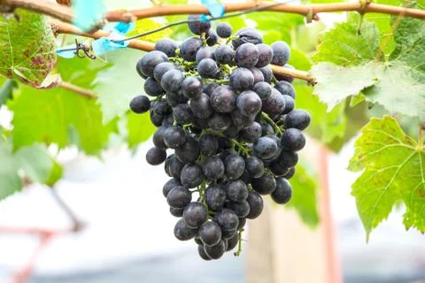 Grapes hang from a vine Stock Photos