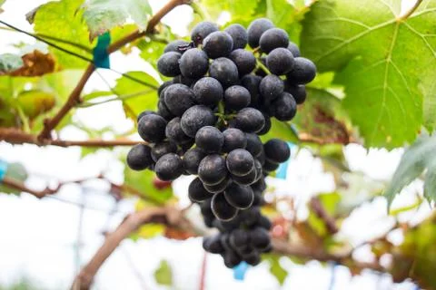 Grapes hang from a vine Stock Photos