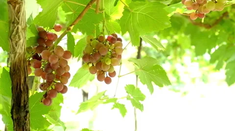 Grapes hanging on branch Stock Footage 64006359