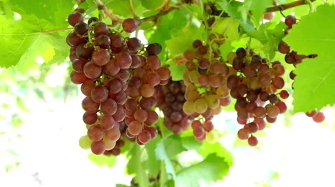 Grapes hanging on the branch Vídeo Stock 64007958