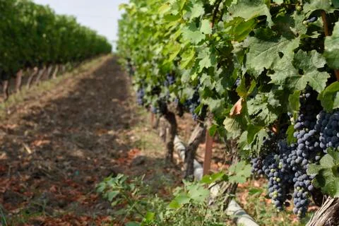 Grapes hanging on a grape tree in a grape yard Stock Photos