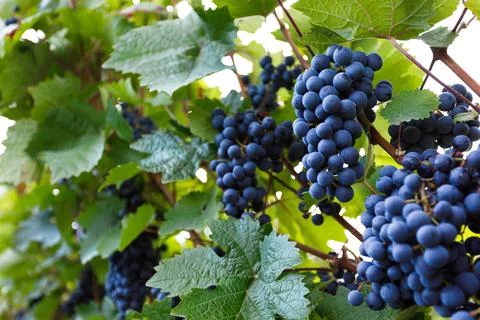 Grapes hanging on grapevine in vineyard ready for autumn harvest Stock Photos