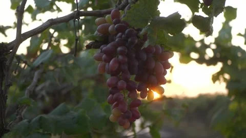 Grapes hanging from tree branches at vineyard with sunrise sky at background Stock Footage 305574603