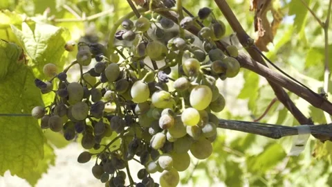 Grapes hanging in the vein Video stock 144806259