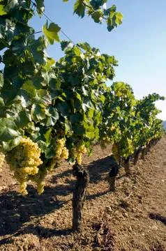 Grapes hanging from vines Stock Photos