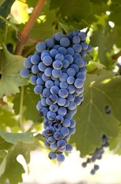 Grapes hanging from vines Stock Photos