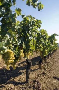 Grapes hanging from vines Stock Photos
