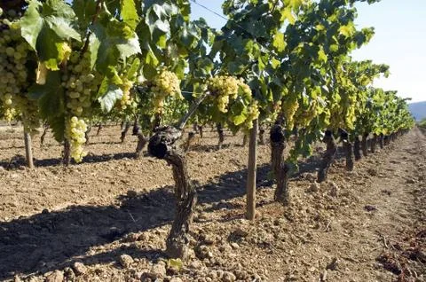 Grapes hanging from vines Stock Photos