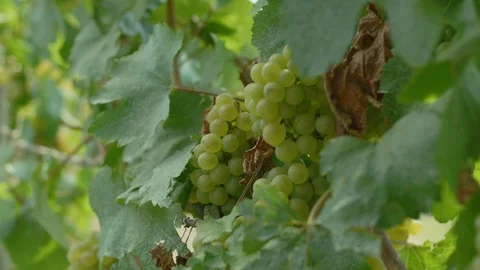 Grapes hanging on the vines in the vineyard Stock-Footage 102210872