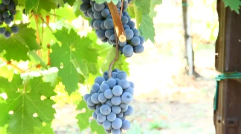 Grapes hanging of the vineyard Stock Footage 67570941