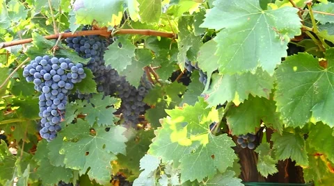 Grapes hanging of the vineyard Stock Footage 67571038