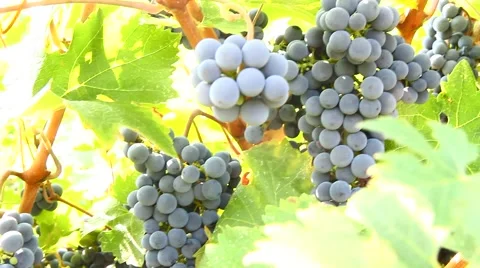 Grapes hanging of the vineyard Stock Footage 67571596