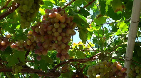 Grapes hanging of the vineyard Stock Footage 68403785