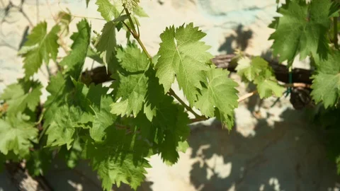 Grapes hanging on the wall, climbing up Stock Footage 130067991